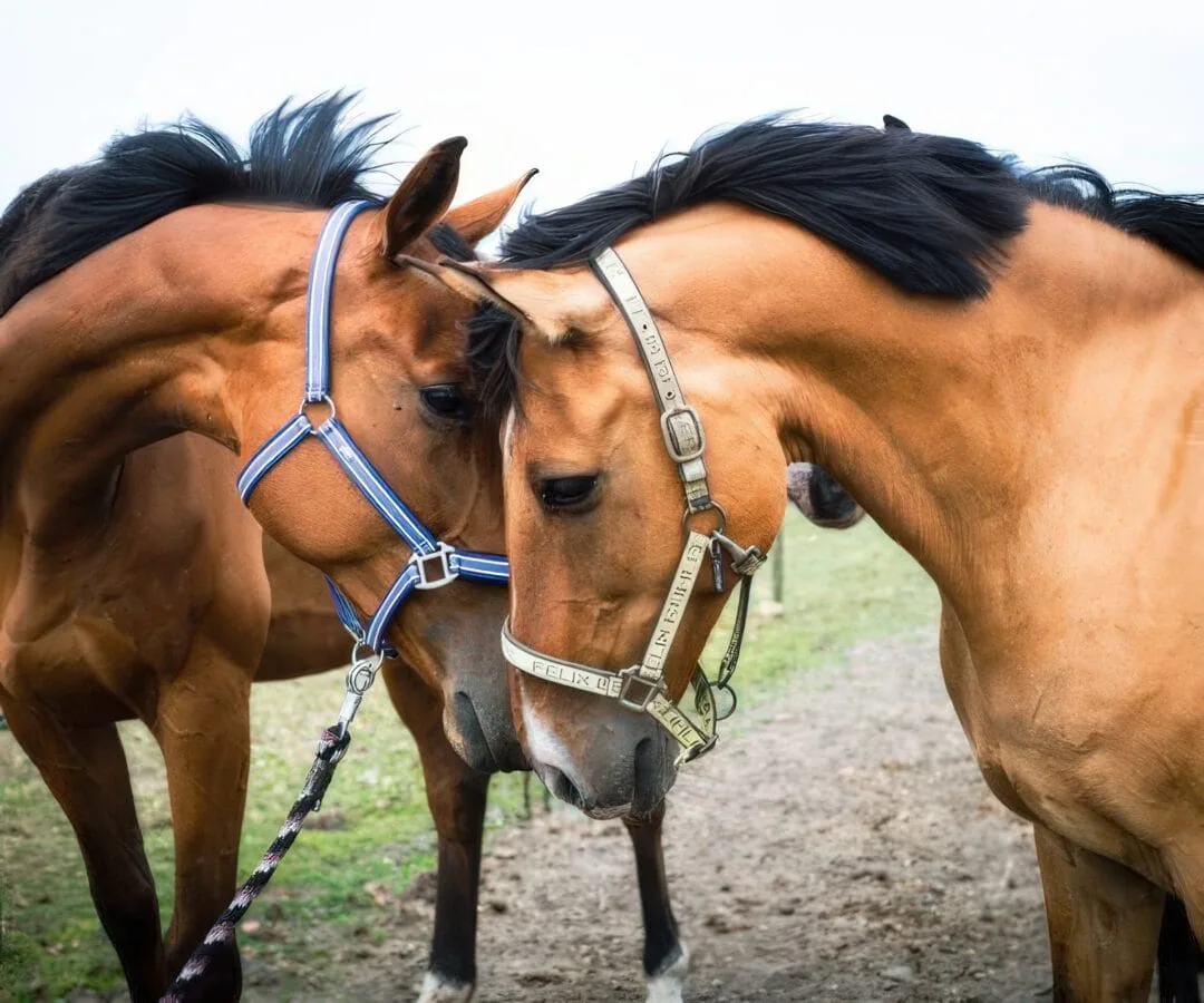 Jaarlijkse Carrousel wedstrijd