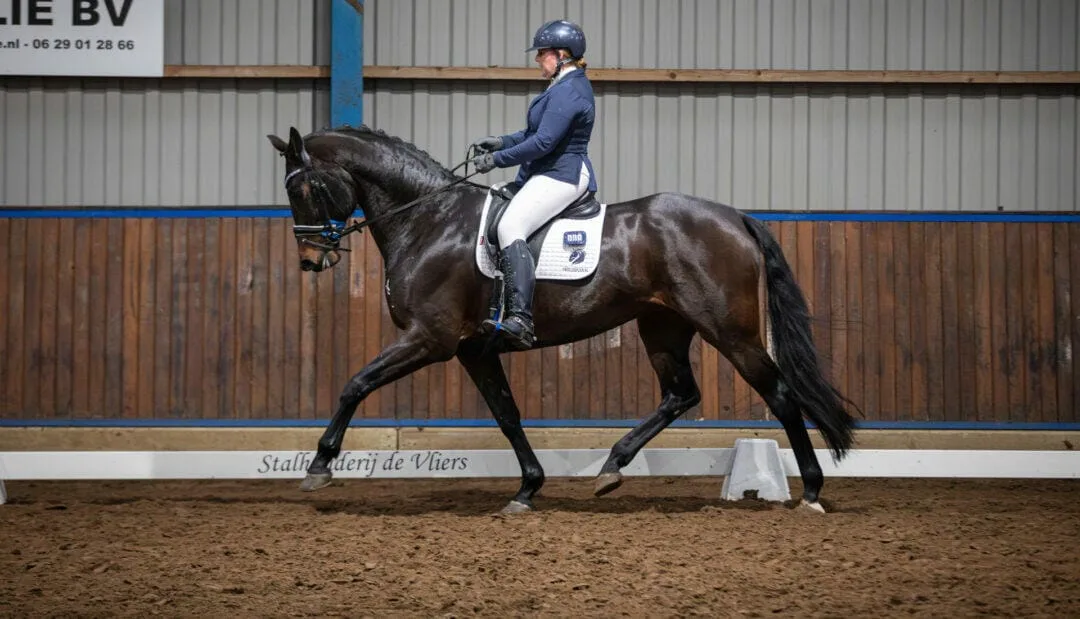 Dressuurwedstrijd manege Knollegruun