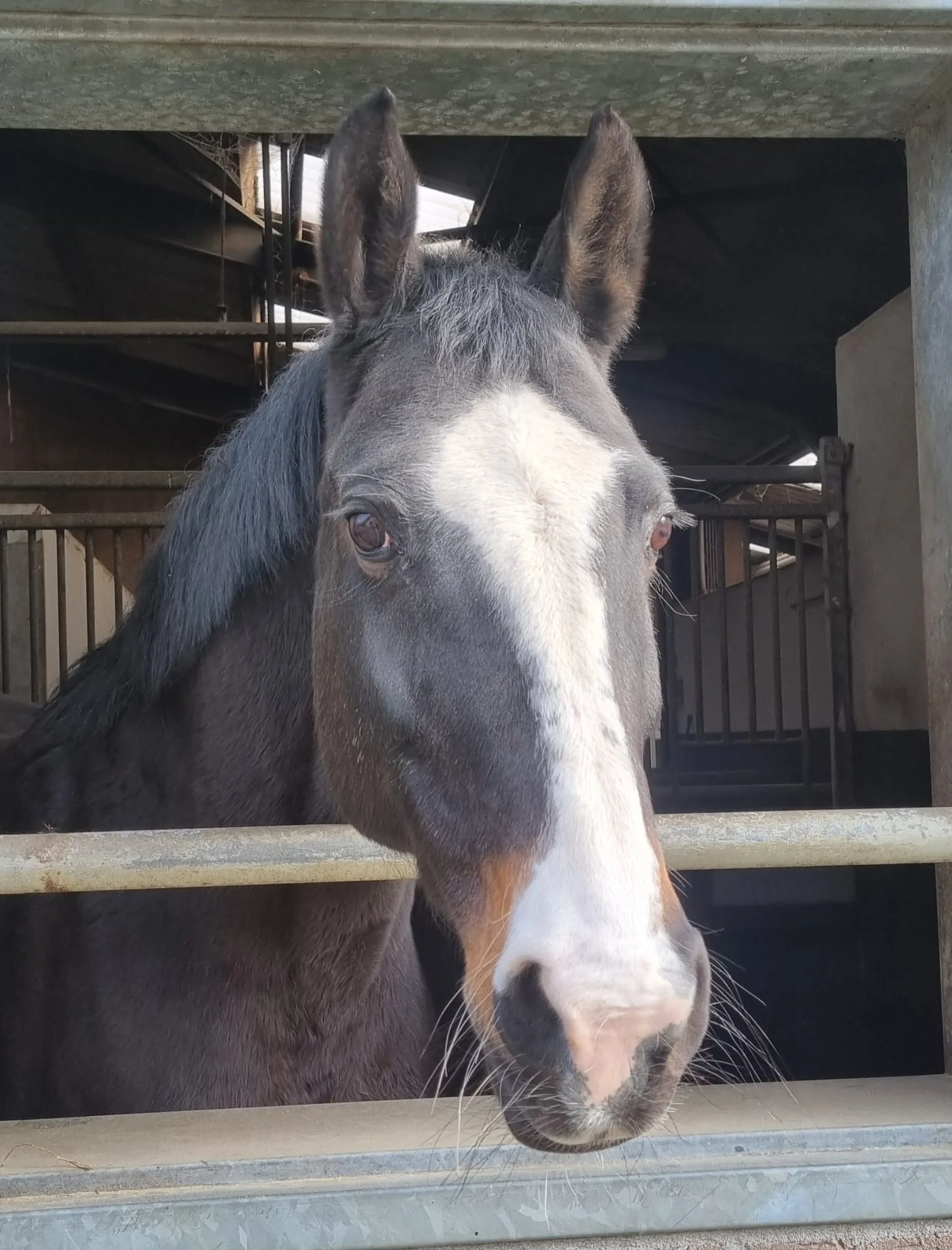 Paarden en Pony's Amber