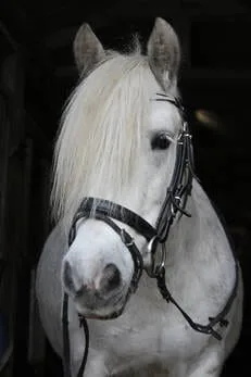 Paarden en Pony's Appel