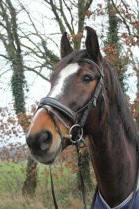 Paarden en Pony's Babelou