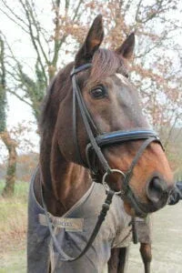 Paarden en Pony's Bailey