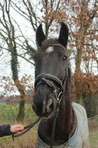 Paarden en Pony's Barrie