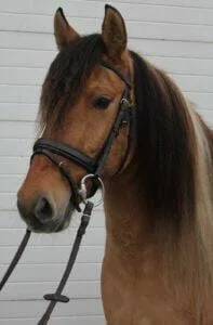 Paarden en Pony's Bonte Piet
