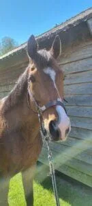 Paarden en Pony's Boris