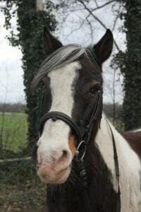Paarden en Pony's Brammetje