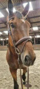 Paarden en Pony's Buddy