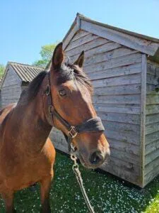 Paarden en Pony's Buzz