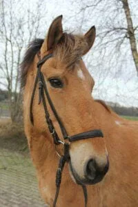 Paarden en Pony's Carolien