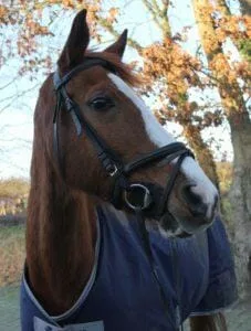 Paarden en Pony's DJoey