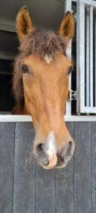 Paarden en Pony's Dorado