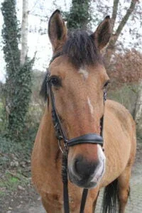Paarden en Pony's Drommel