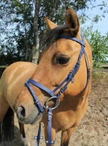 Paarden en Pony's Flash