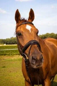 Paarden en Pony's Flintstone