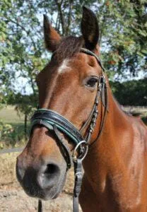 Paarden en Pony's Fox