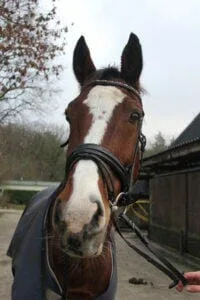 Paarden en Pony's Fred