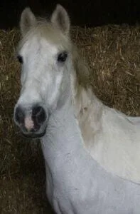 Paarden en Pony's Girl
