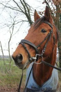 Paarden en Pony's Grote Piet