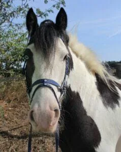Paarden en Pony's Jack