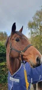 Paarden en Pony's Jarissa