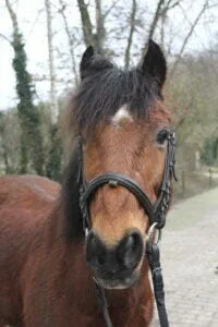 Paarden en Pony's Jelle