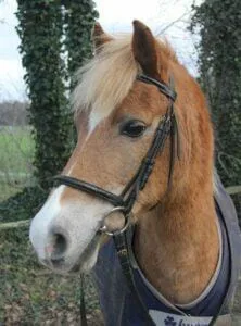 Paarden en Pony's Jesse