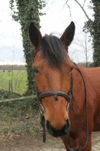 Paarden en Pony's Jip