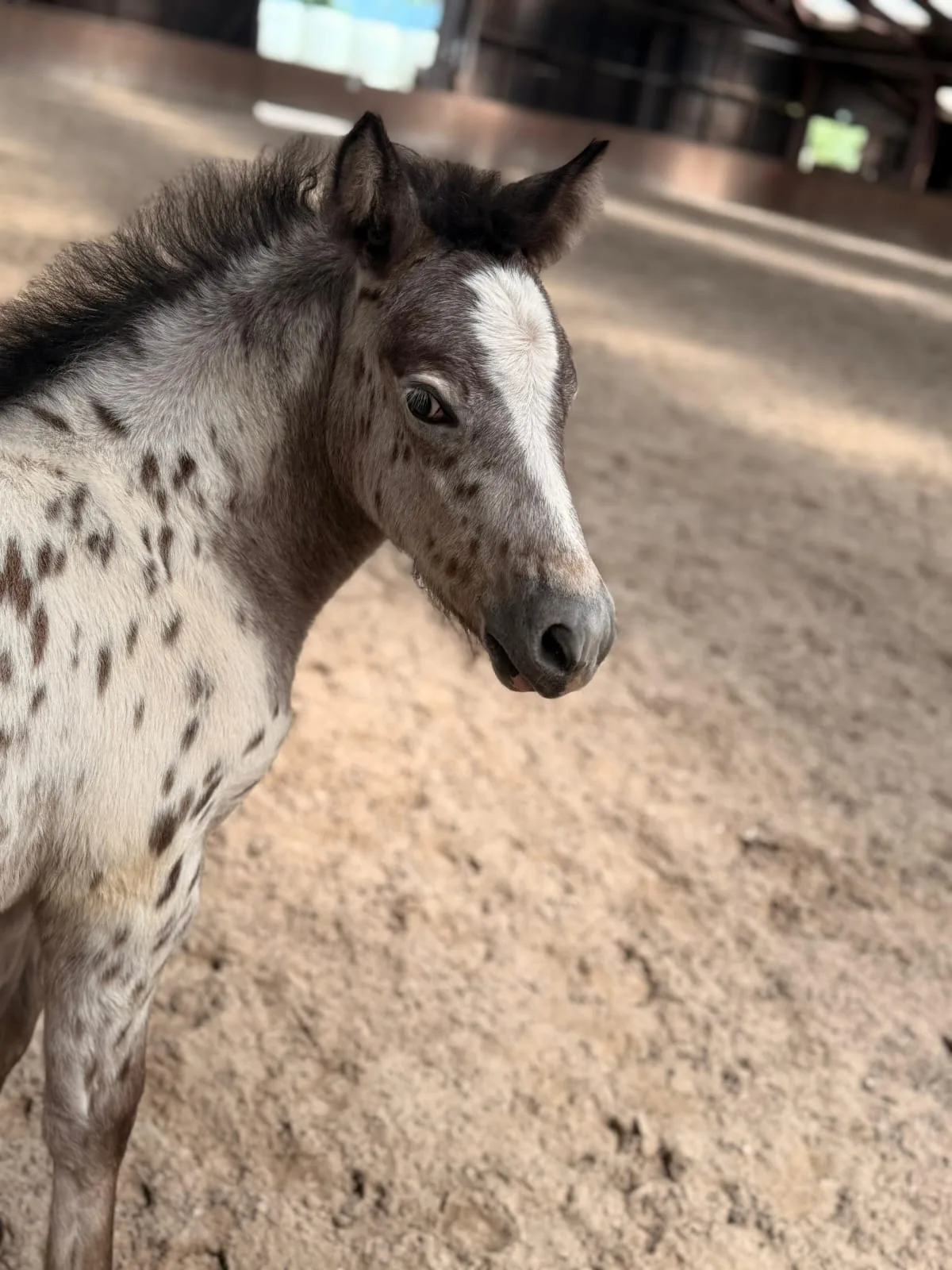 Paarden en Pony's Junami