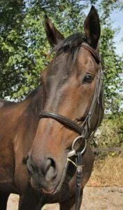 Paarden en Pony's Ken