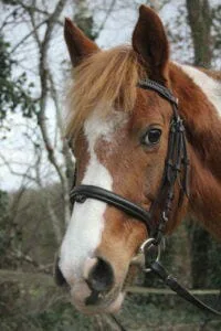 Paarden en Pony's Kwibus