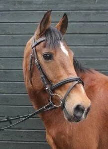 Paarden en Pony's Kyara