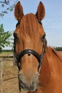 Paarden en Pony's Macho