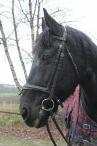 Paarden en Pony's Magic