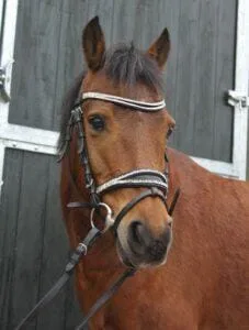 Paarden en Pony's Mariska