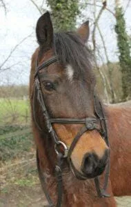 Paarden en Pony's Mark