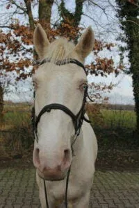 Paarden en Pony's Mello