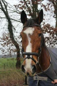 Paarden en Pony's Merina