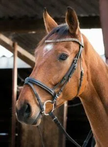 Paarden en Pony's Mister Big