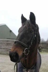 Paarden en Pony's Nadinia