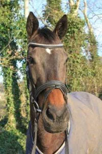 Paarden en Pony's Queen