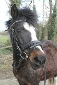 Paarden en Pony's Roosje