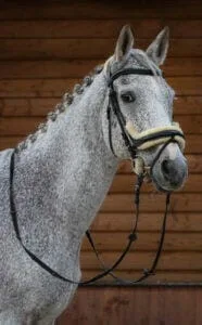 Paarden en Pony's Royale