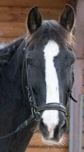 Paarden en Pony's Sjors