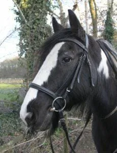 Paarden en Pony's Snor