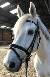 Paarden en Pony's Tornado