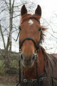 Paarden en Pony's Uniek