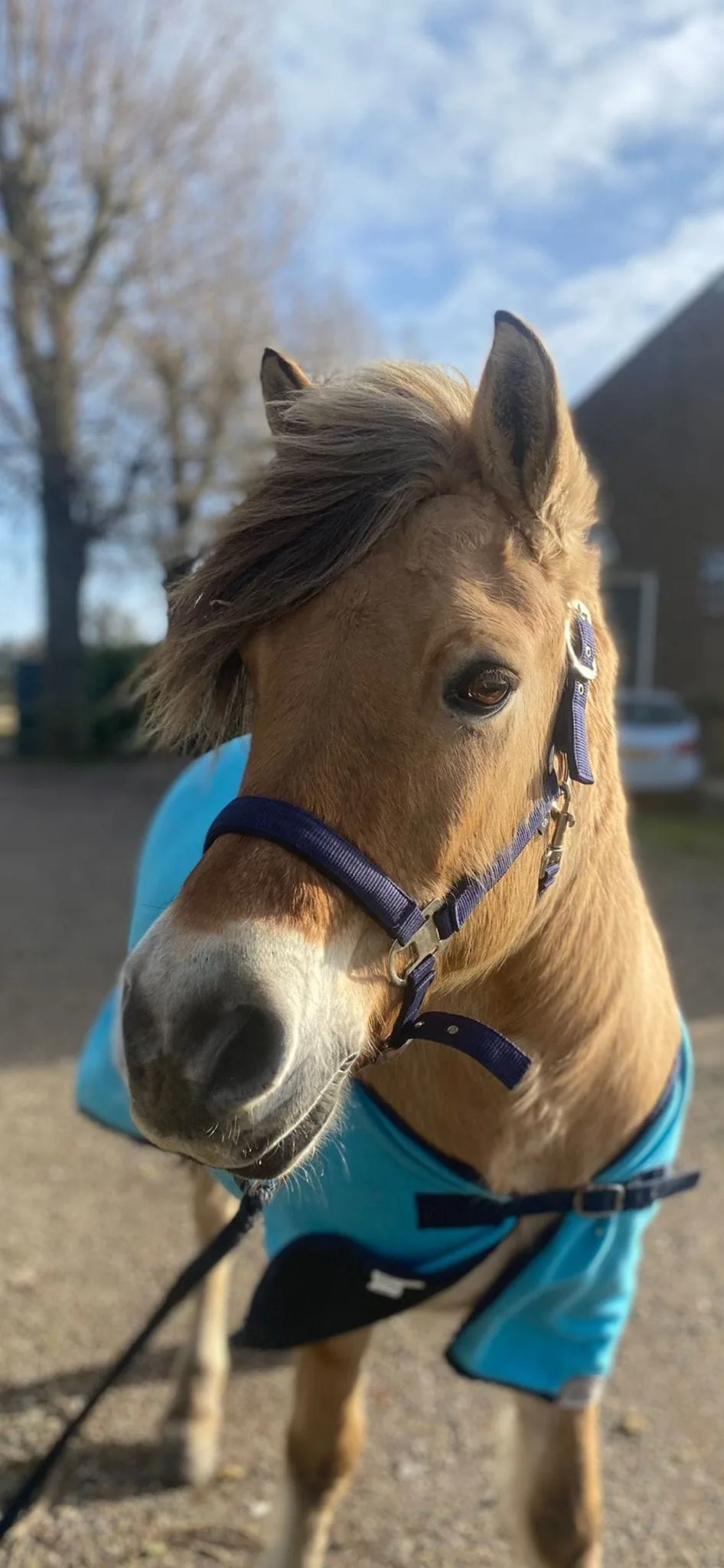 Paarden en Pony's Zima