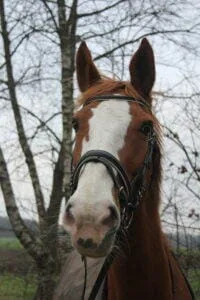 Paarden en Pony's Zizo