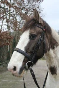 Paarden en Pony's Zowiezo