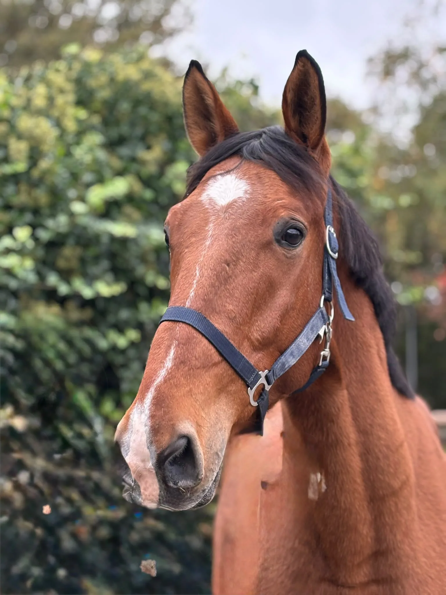 Paarden en Pony's Oliver
